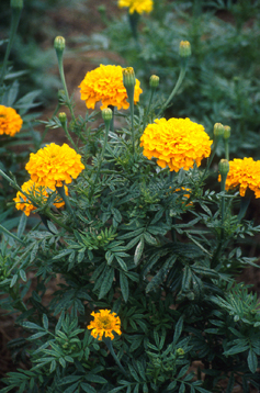 Имеретинский шафран