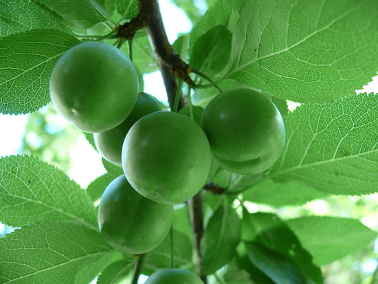 Зеленое ткемали