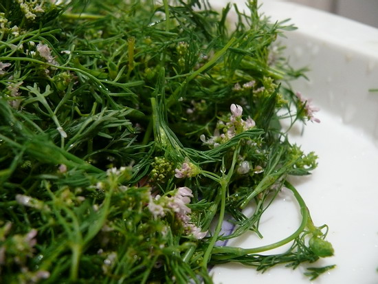 Кинза цветущая